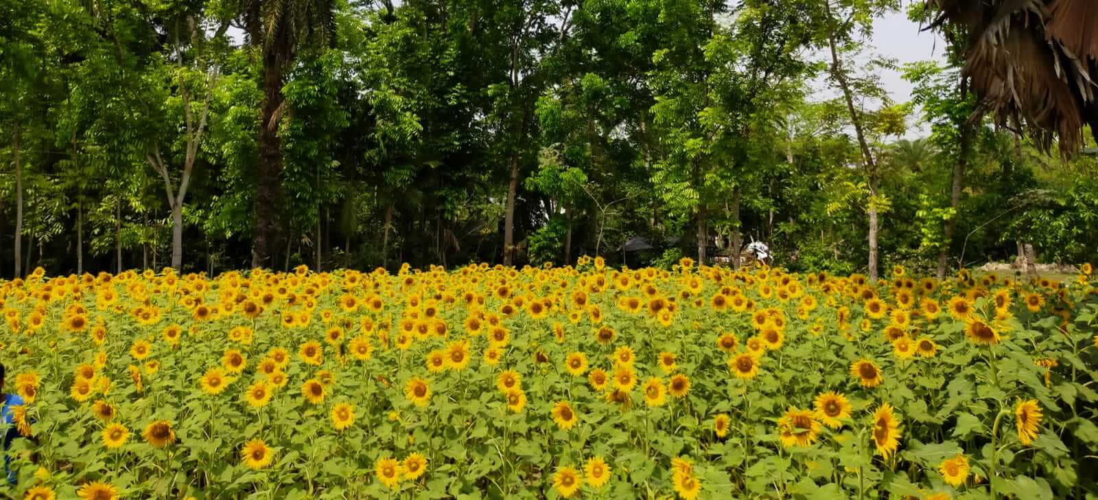 সূর্যমুখী ফুলের বাগান হস্তিশুন্ড